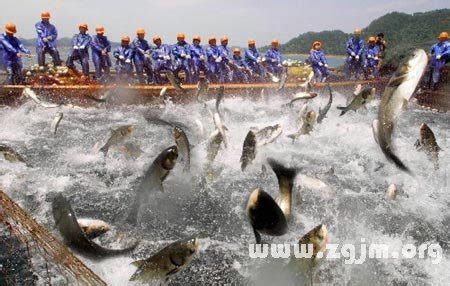 夢見捕魚|夢到捕魚